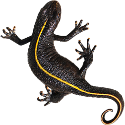 Italian Crested Newt